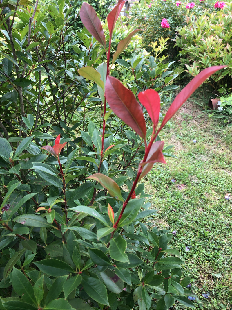 Glanzmispel — Bild 1 von 21