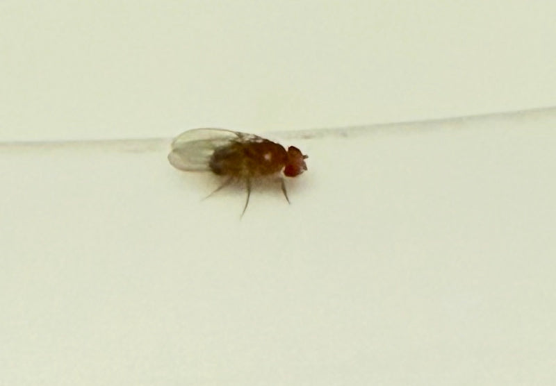 Fruchtfliege (Puppe) — Bild 4