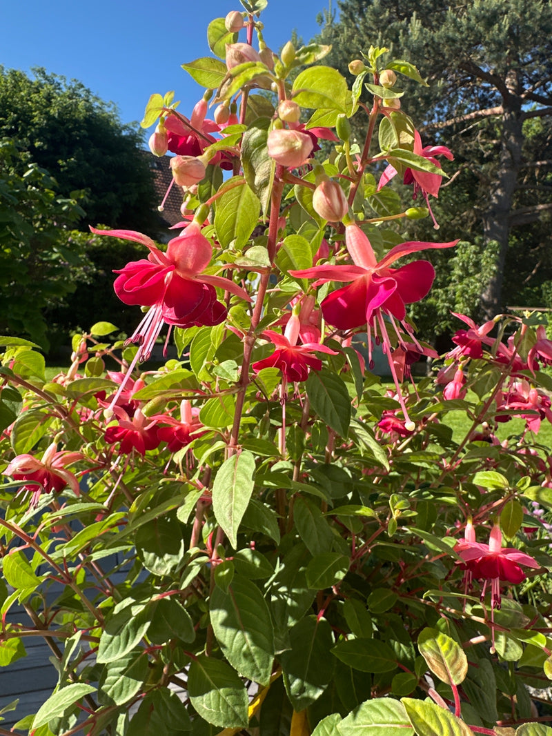 Fuchsie — Bild 2