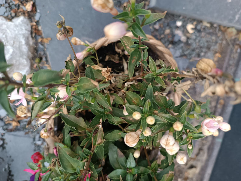 Fuchsie — Bild 1