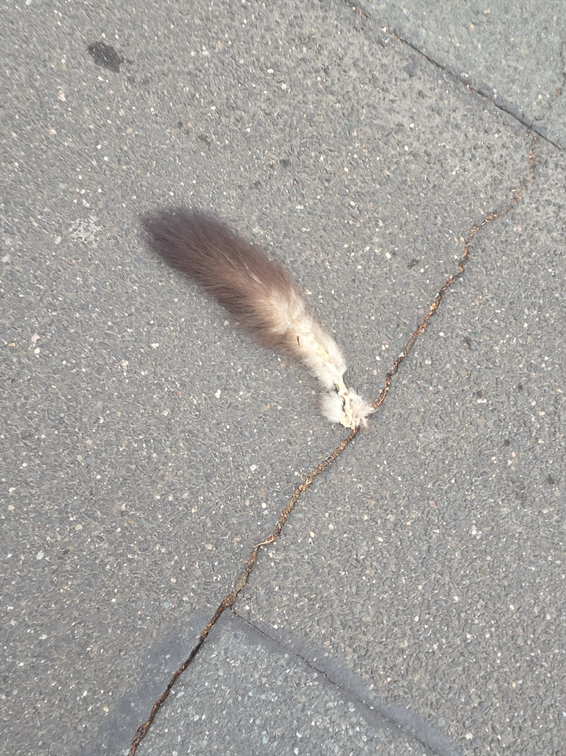 Fuchskusu — Bild 1
