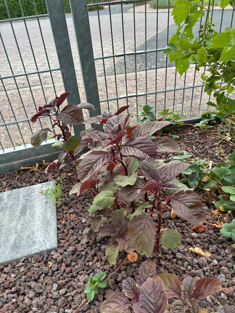 Fuchsschwanz (Amarant) — Bild 1
