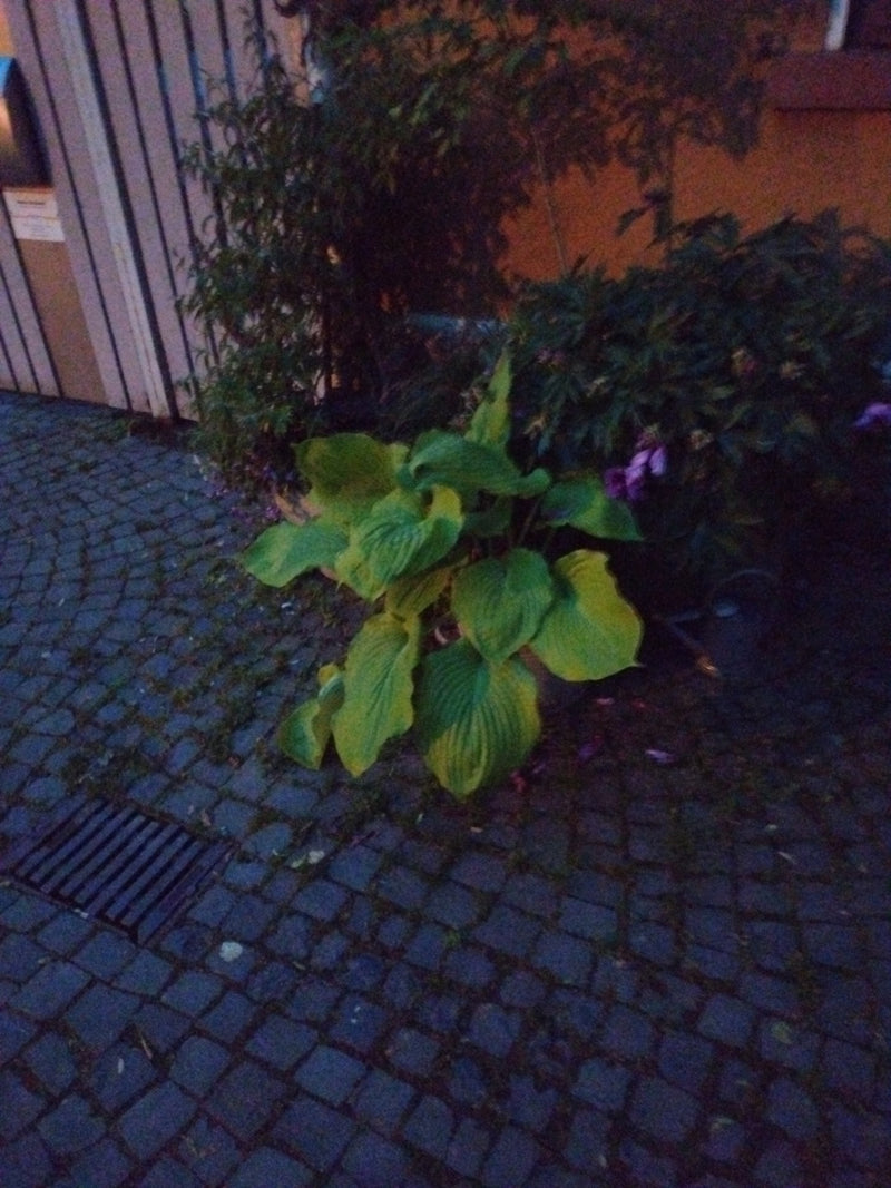 Funkie — Bild 3