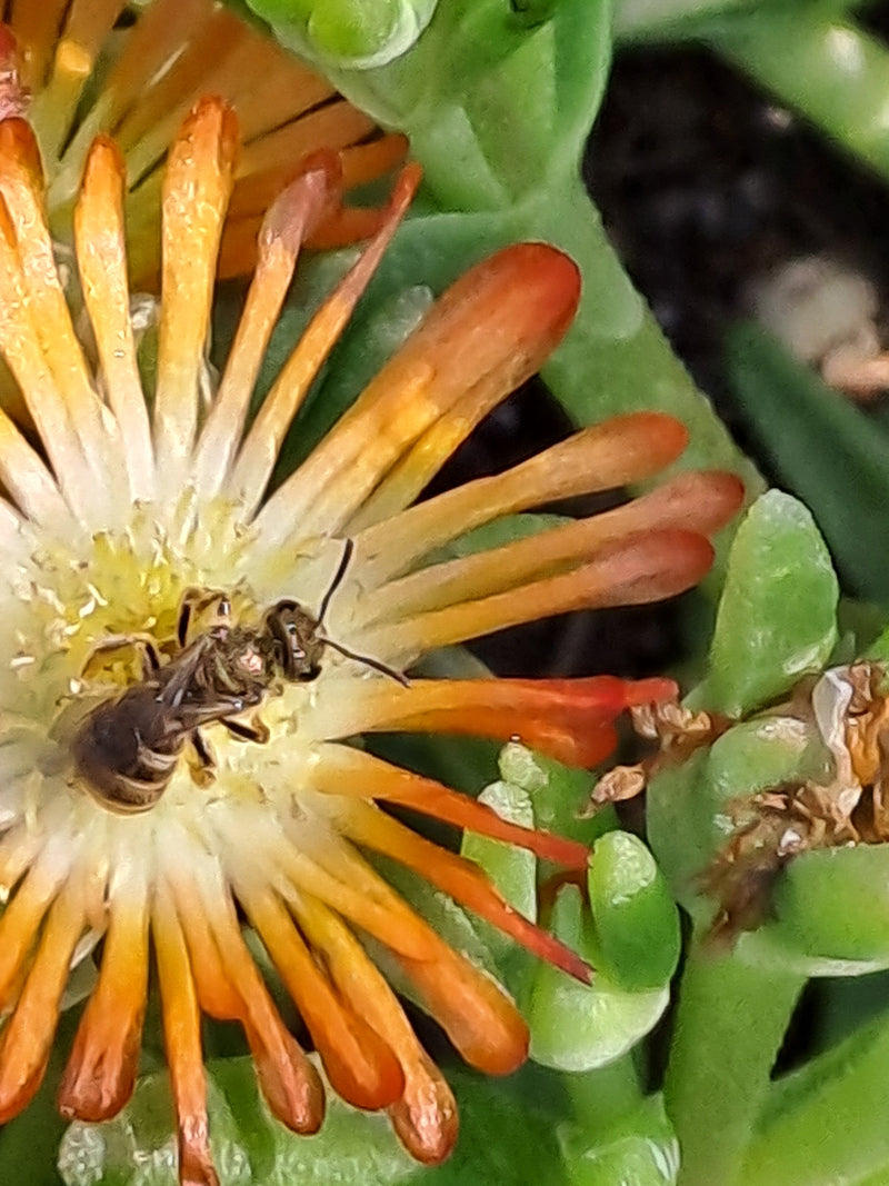 Furchenbienen — Bild 3