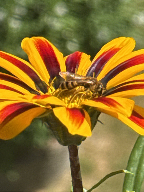 Furchenbienen (Halictus) — Würselen, 09.07.2026
