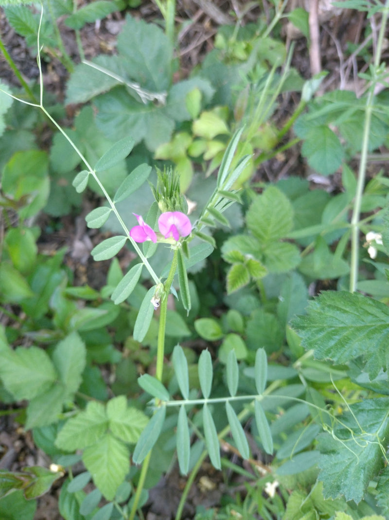 Futter-Wicke — Bild 3