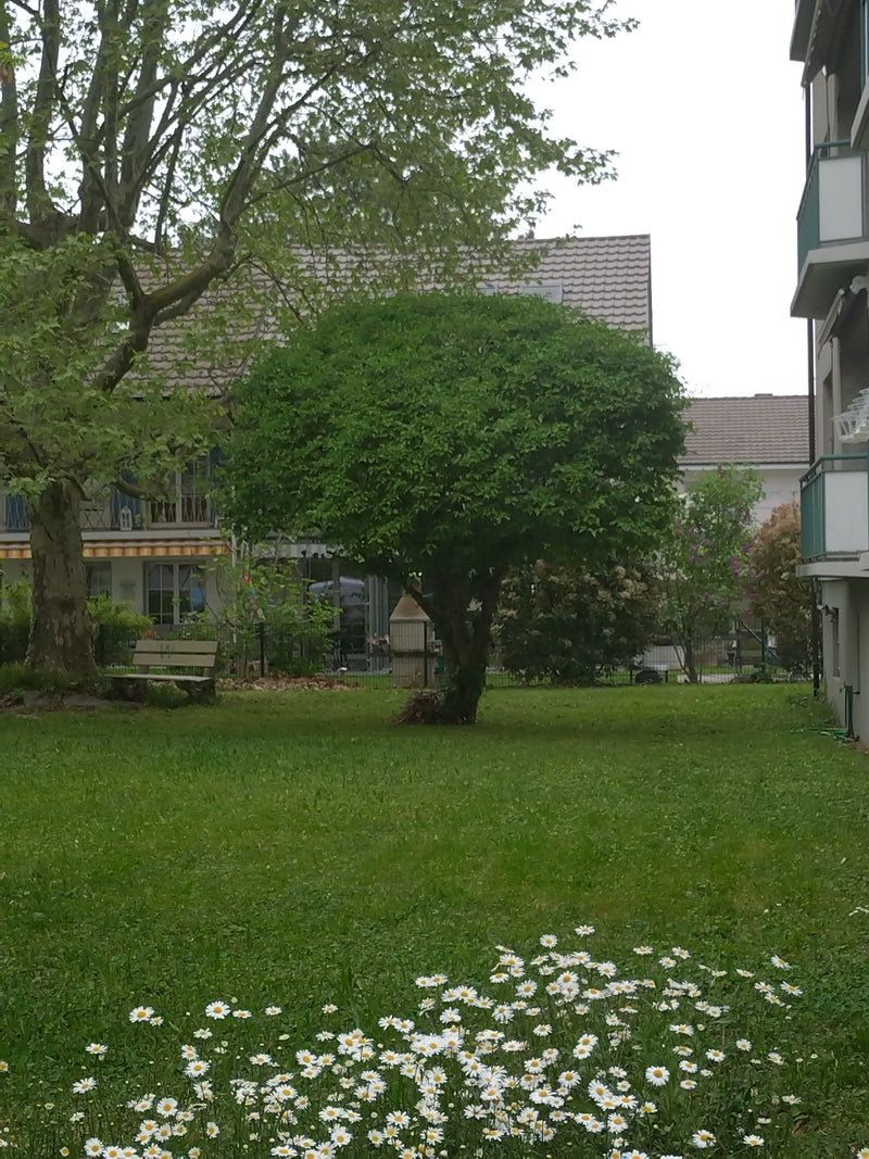 Im Vordergrund blühen zahlreiche Tausendschönchen auf einer grünen Wiese. Im Hintergrund sind Bäume und Wohngebäude zu sehen.