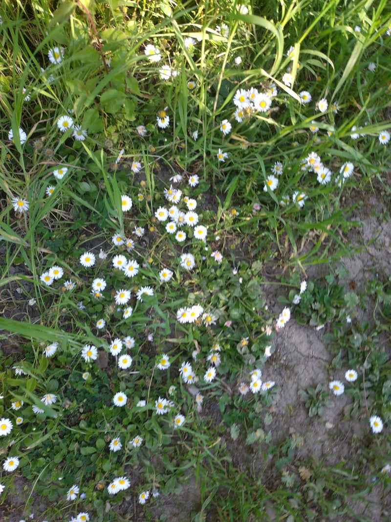 Tausendschoen — Bild 5