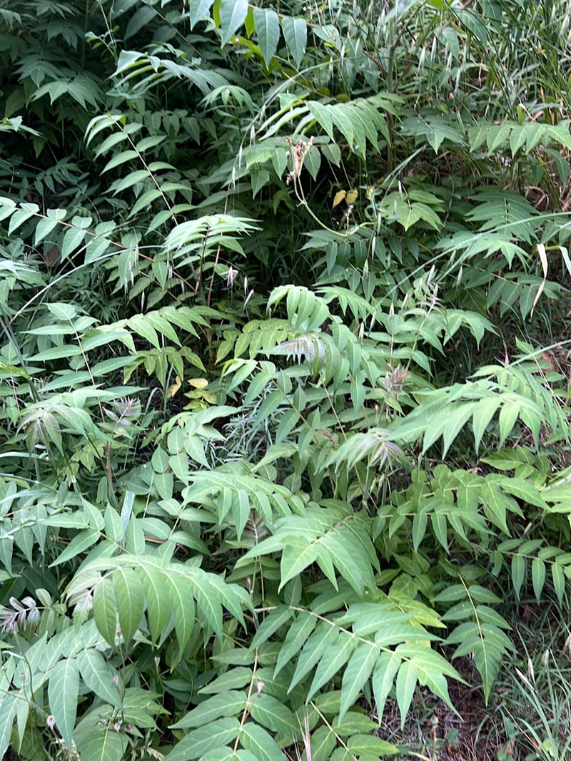 Götterbaum — Bild 1