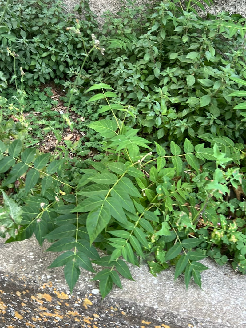 Götterbaum — Bild 3