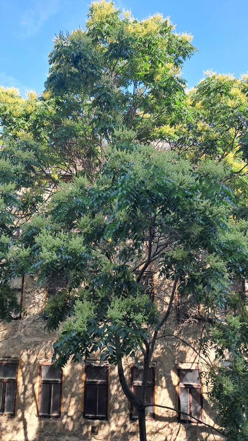 Götterbaum — Bild 2