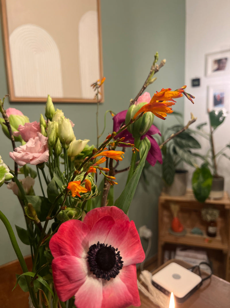Kronen-Anemone — Bild 1