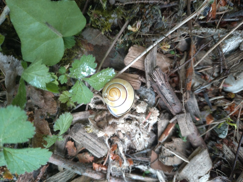 Garten-Bänderschnecke — Bild 3