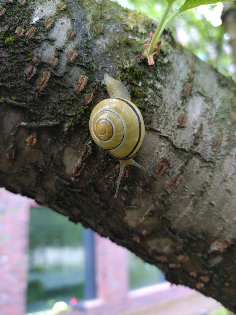 Garten-Bänderschnecke — Bild 5
