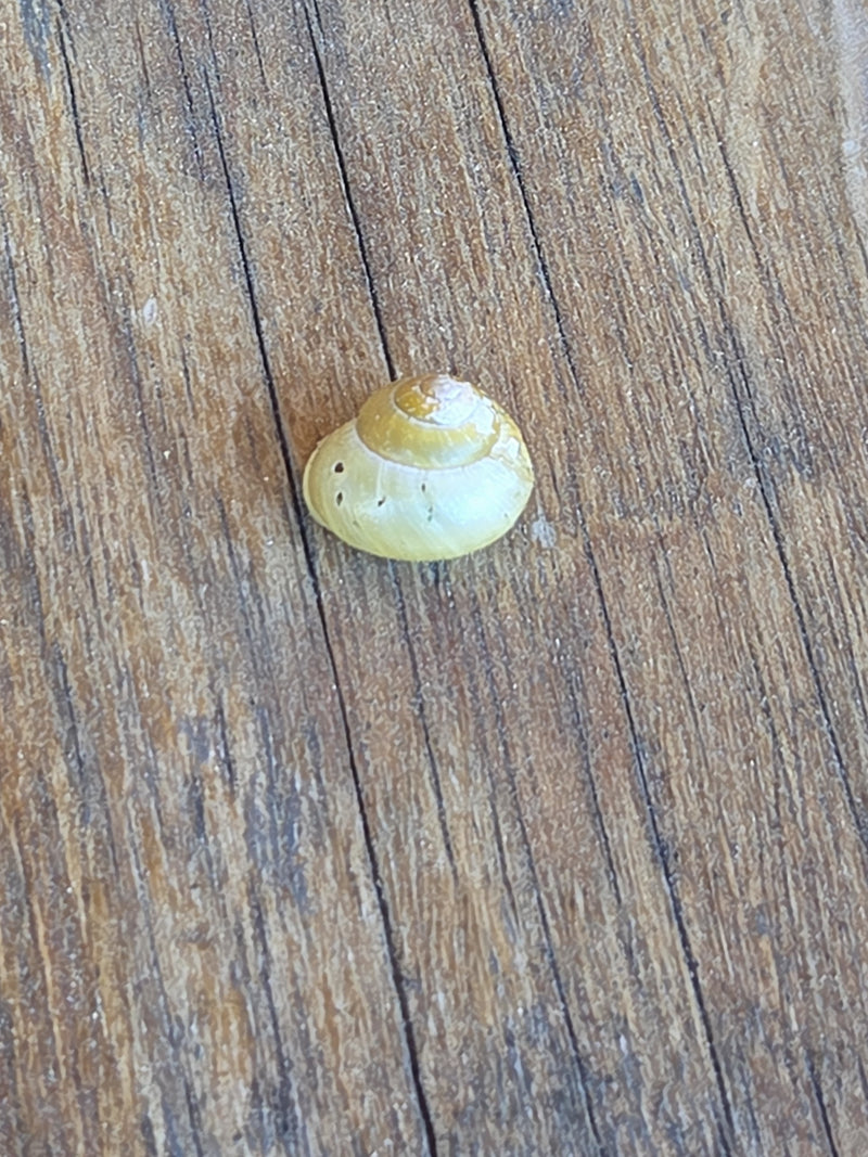 Garten-Bänderschnecke — Bild 2