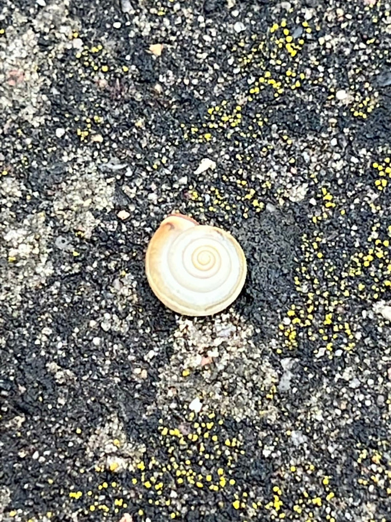 Garten-Bänderschnecke — Bild 1