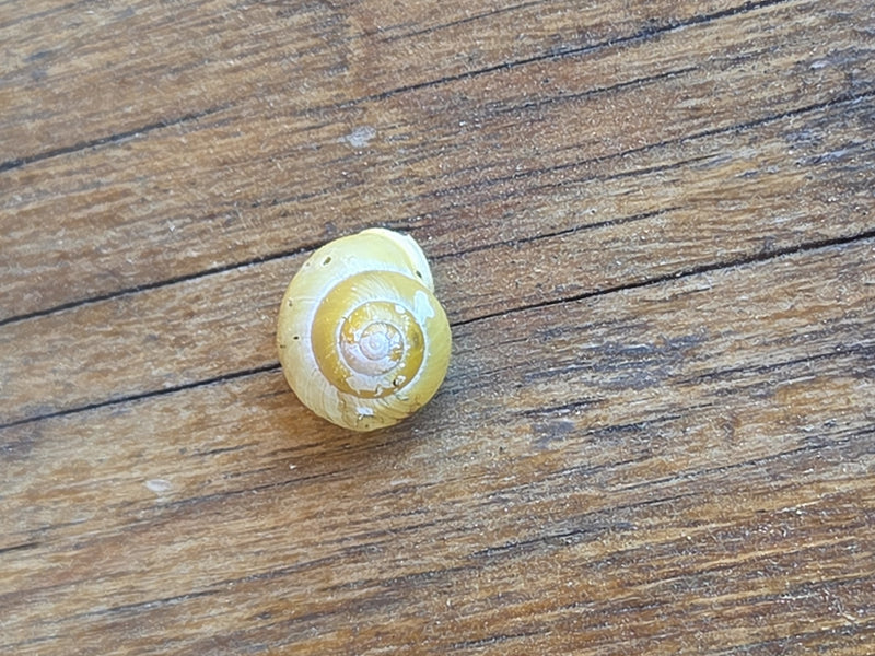Garten-Bänderschnecke — Bild 4