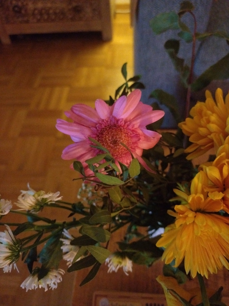 Garten-Chrysantheme — Bild 1