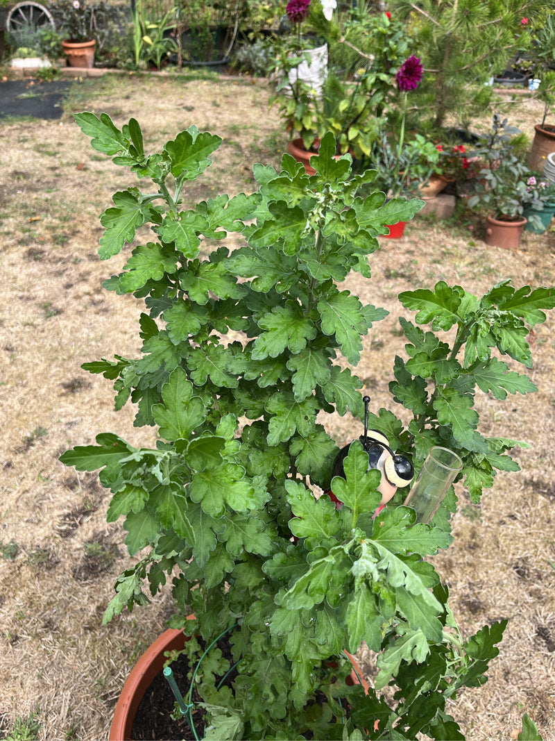 Zu sehen ist eine grüne Garten-Chrysantheme mit üppigem Laub, die in einem Blumentopf steht. Die Aufnahme zeigt die Pflanze von oben in einer Gartenumgebung.