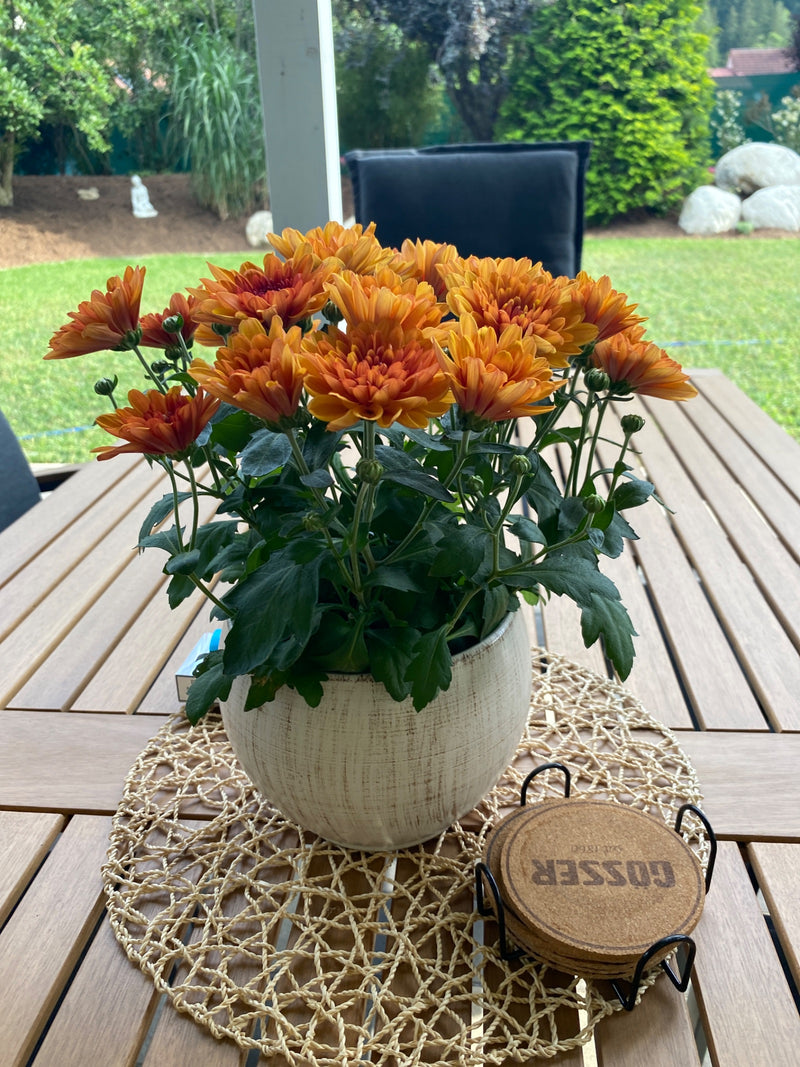 Garten-Chrysantheme — Bild 1