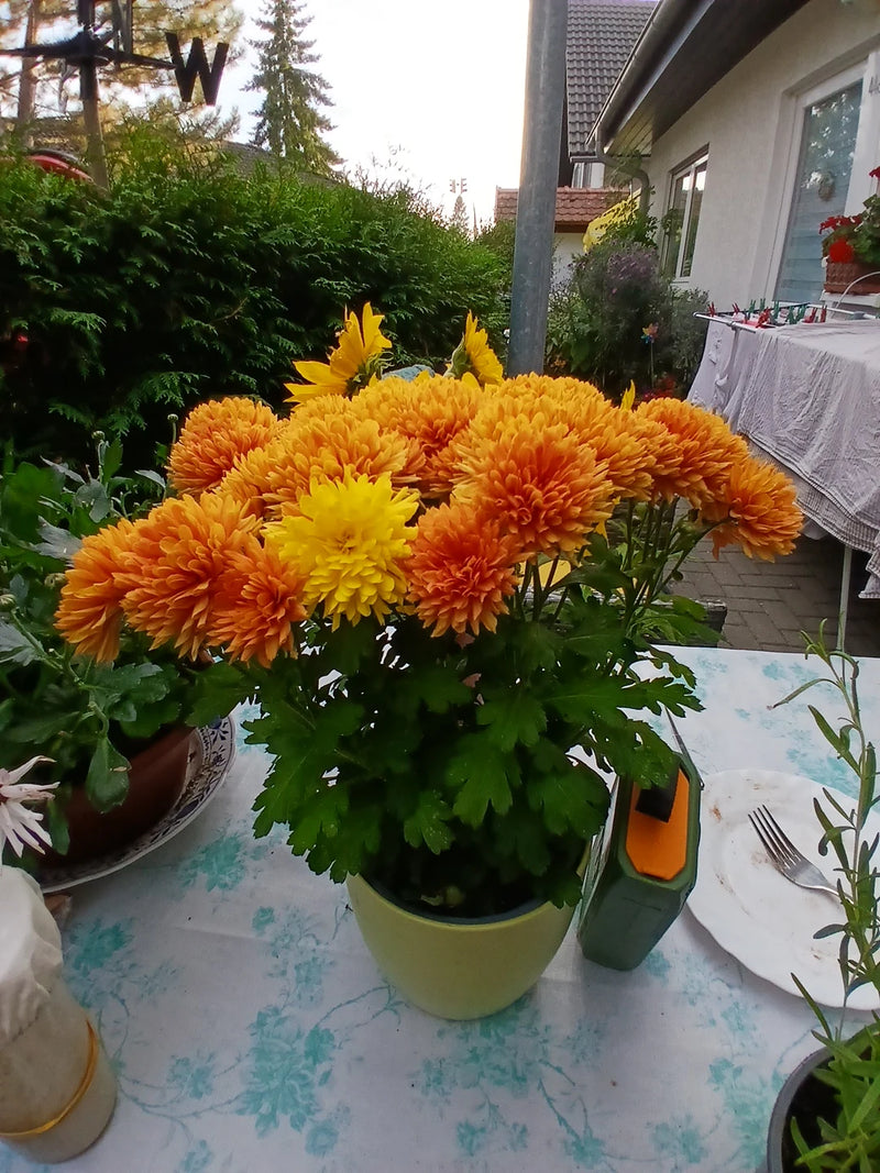Eine blühende Garten-Chrysantheme mit dichten orangefarbenen und gelben Blüten steht in einem Topf auf einem Gartentisch.