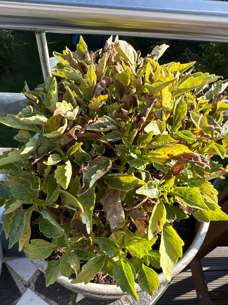Eine getopfte Dahlie mit dichten, teils verwelkten Blättern steht auf einem Balkon.