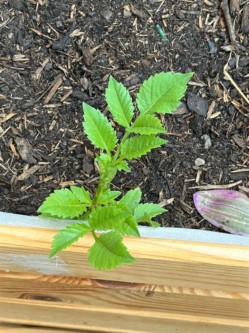 Garten-Dahlie — Bild 2