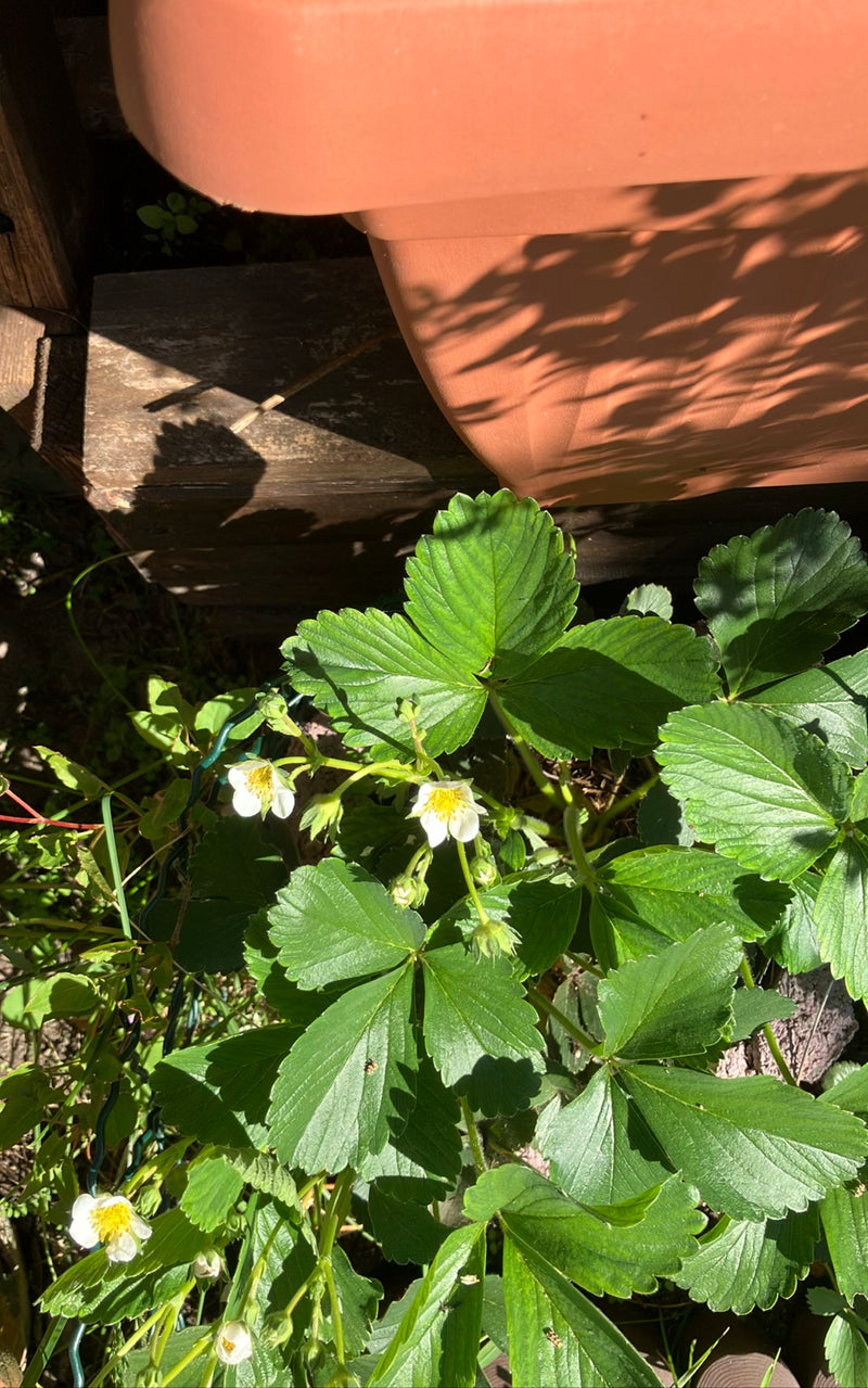 Gartenerdbeere — Bild 3