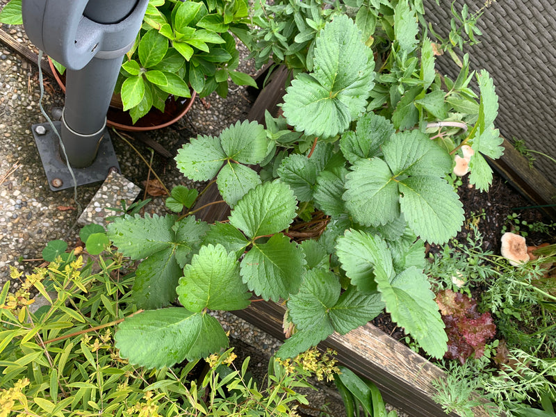 Zu sehen ist eine gesunde Gartenerdbeere mit ihren typischen, dreizähligen und gezähnten Blättern. Die Pflanze wächst in einem hölzernen Pflanzgefäß auf eine...