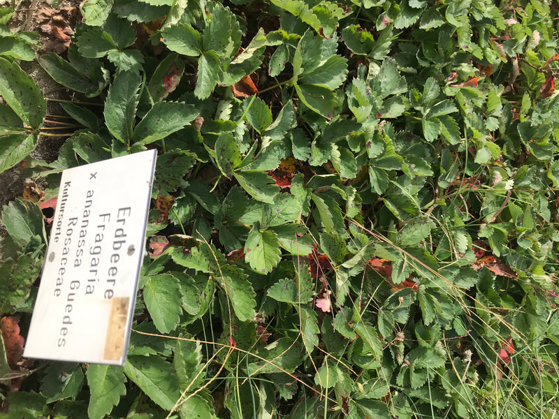 Auf dem Bild ist eine dichte Ansammlung von grünen Blättern einer Gartenerdbeere zu sehen. Im linken Bereich befindet sich ein beschriftetes Hinweisschild.