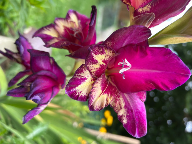 Garten-Gladiole — Bild 1