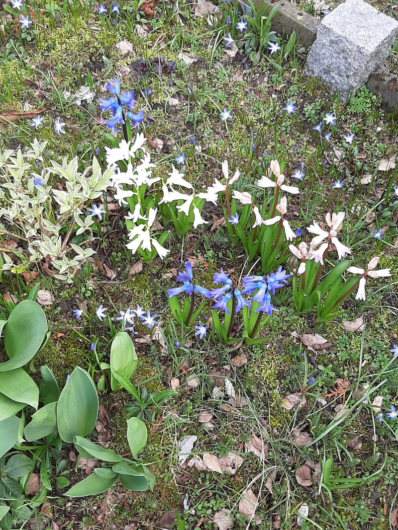 Hyazinthe — Bild 1