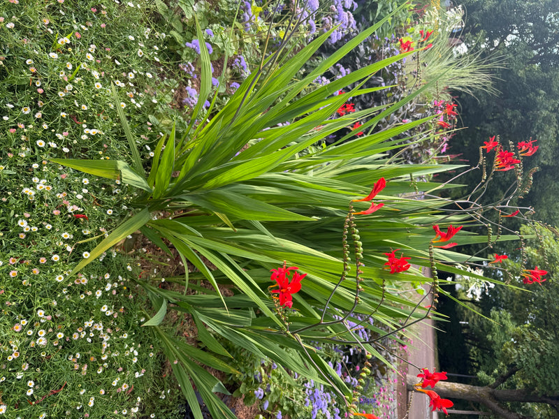 Garten-Montbretie — Bild 1