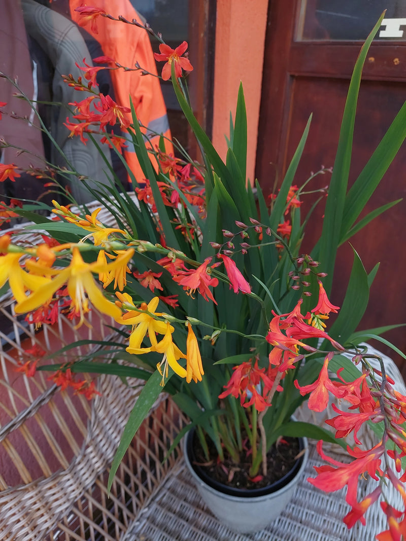 Garten-Montbretie — Bild 2