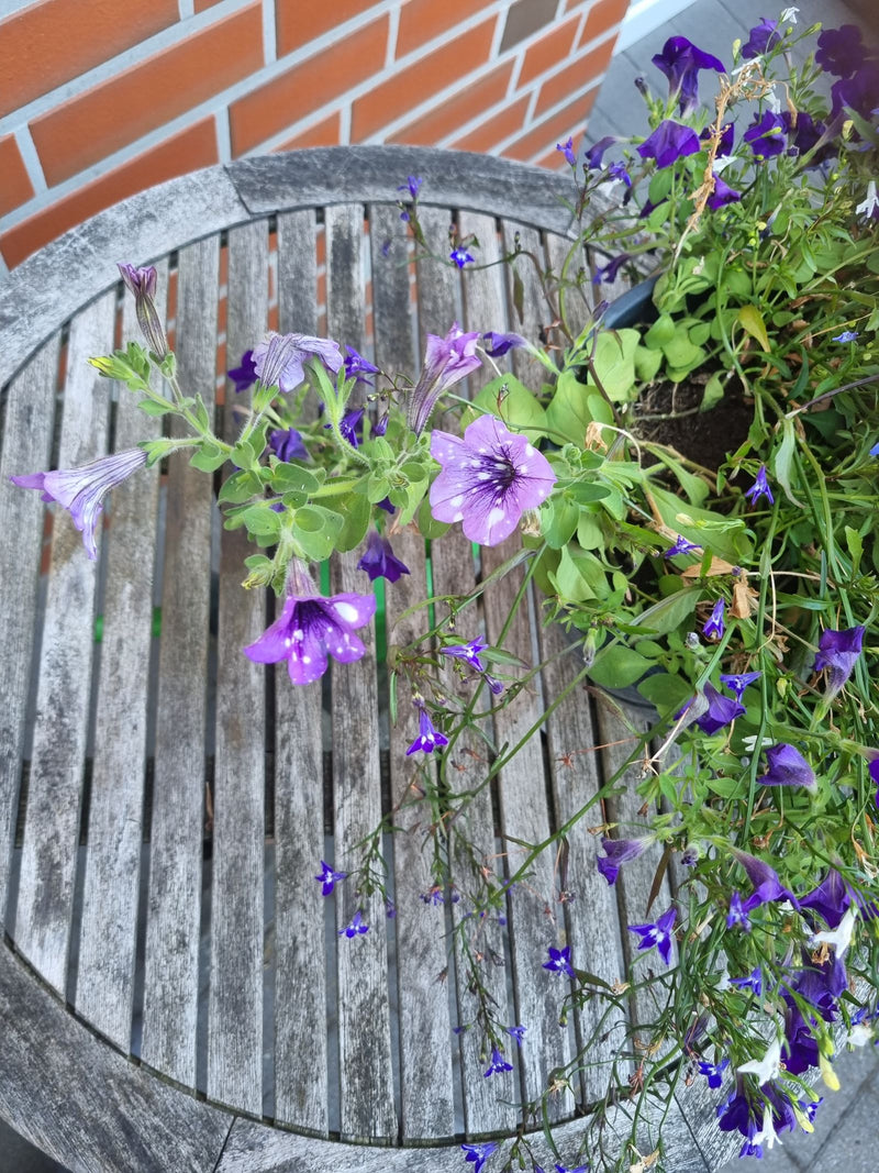 Garten-Petunie — Bild 5