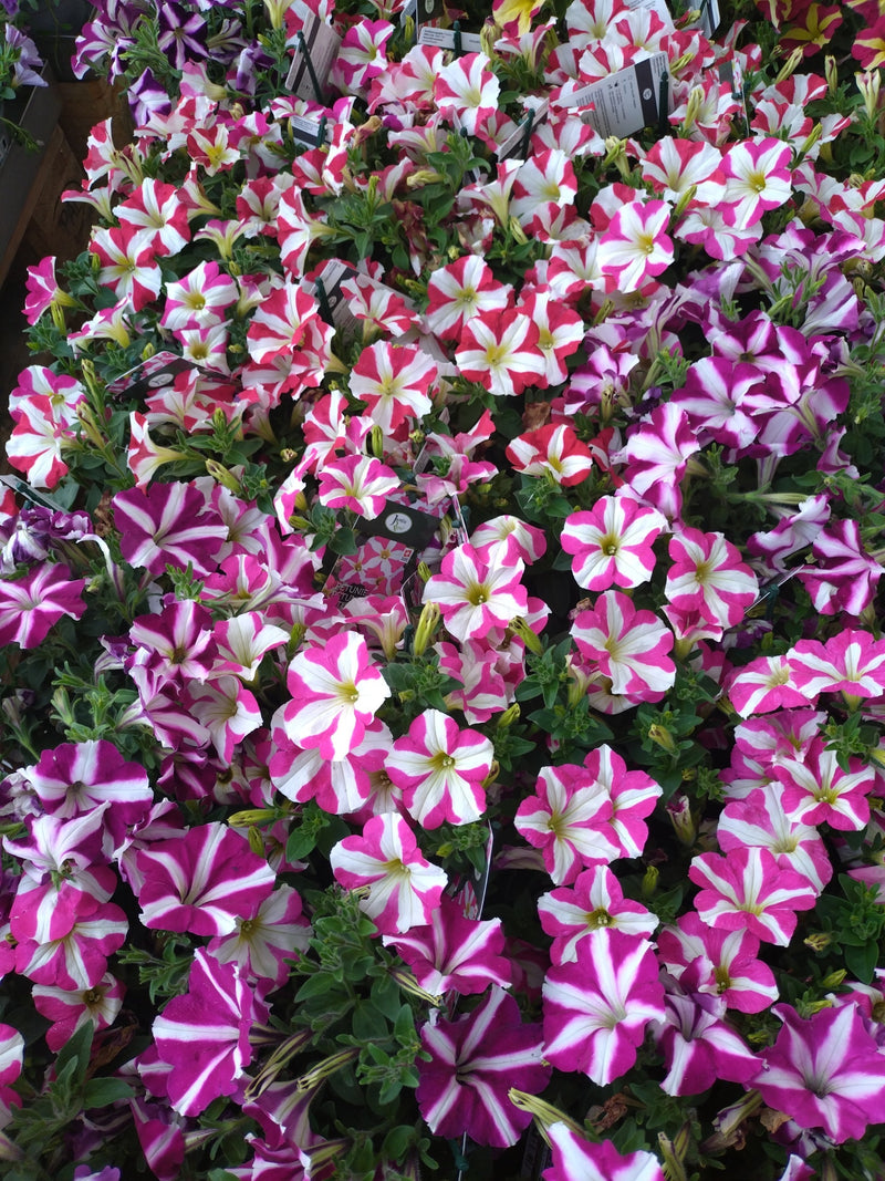 Garten-Petunie — Bild 1