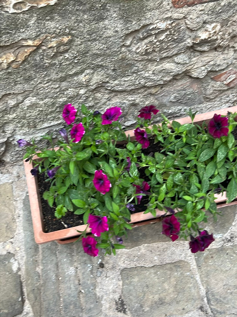 Garten-Petunie — Bild 4