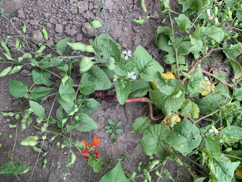 Garten-Rettich — Bild 1