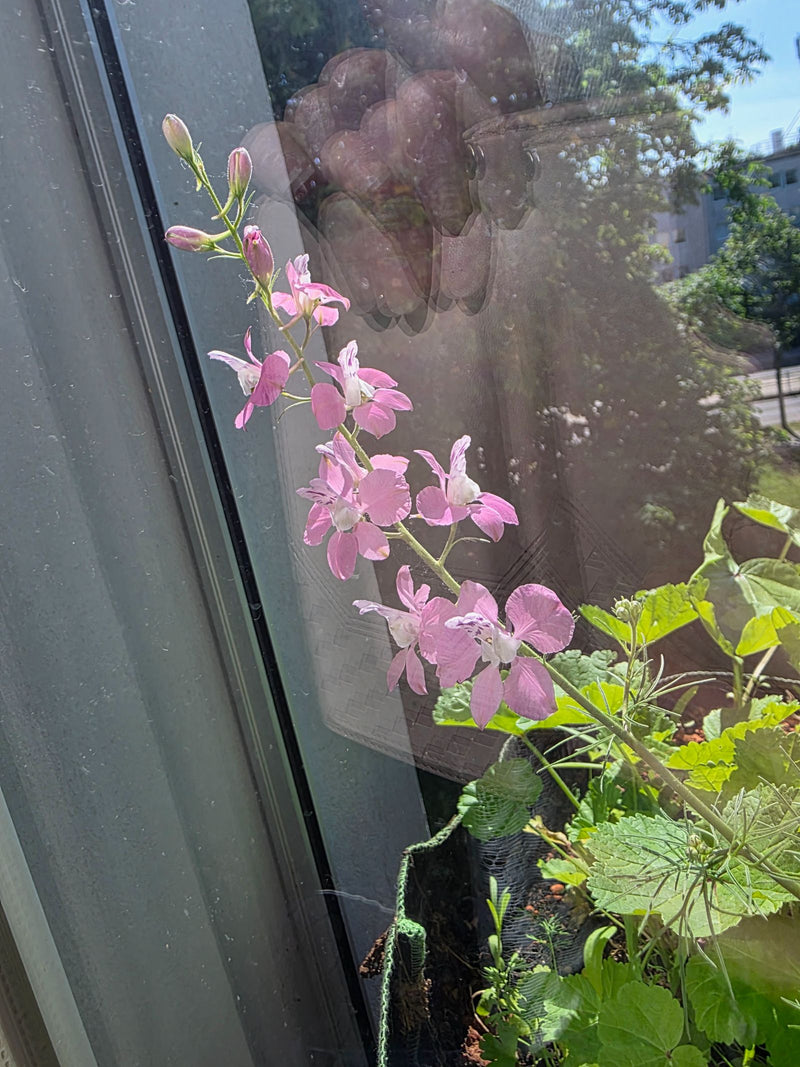Garten-Rittersporn — Bild 2