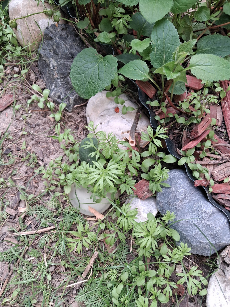 Zahlreiche junge Keimlinge des Garten-Rittersporns mit typisch fein zerteilten Blättern wachsen zwischen Steinen und Rindenmulch.