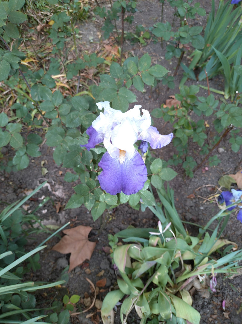 Deutsche Schwertlilie — Bild 3