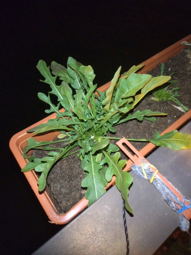 Rucola — Bild 2