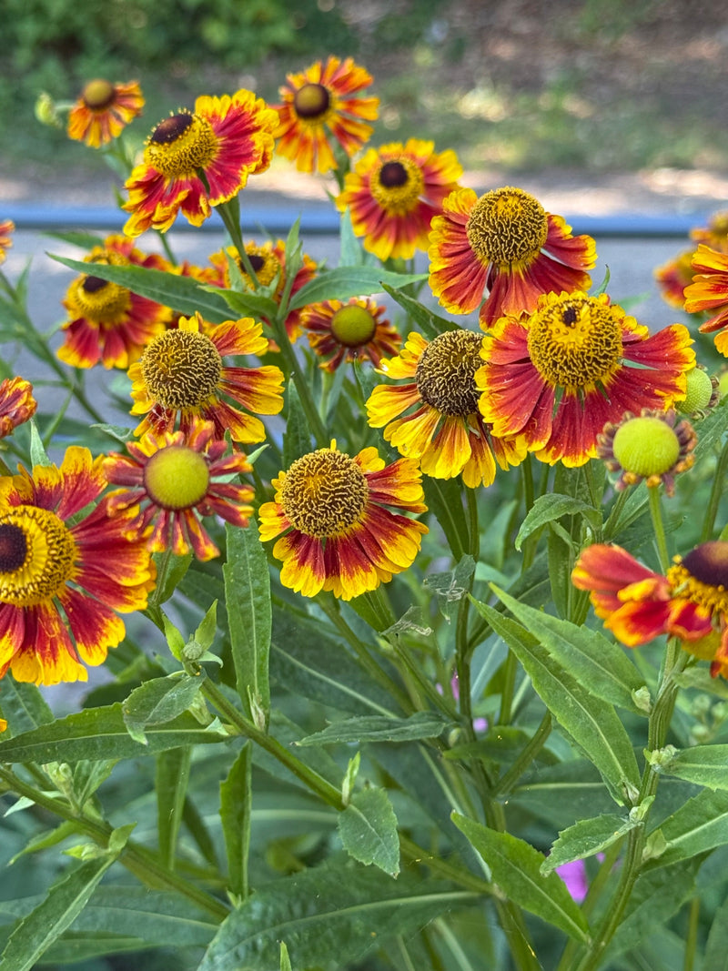 Sonnenbraut — Bild 1