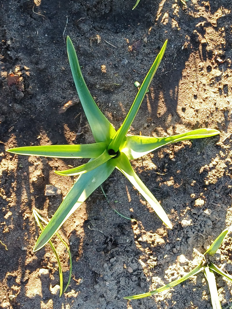 Garten-Tulpe — Bild 1