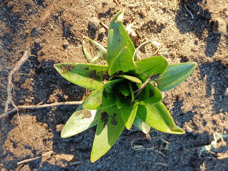 Garten-Tulpe — Bild 3
