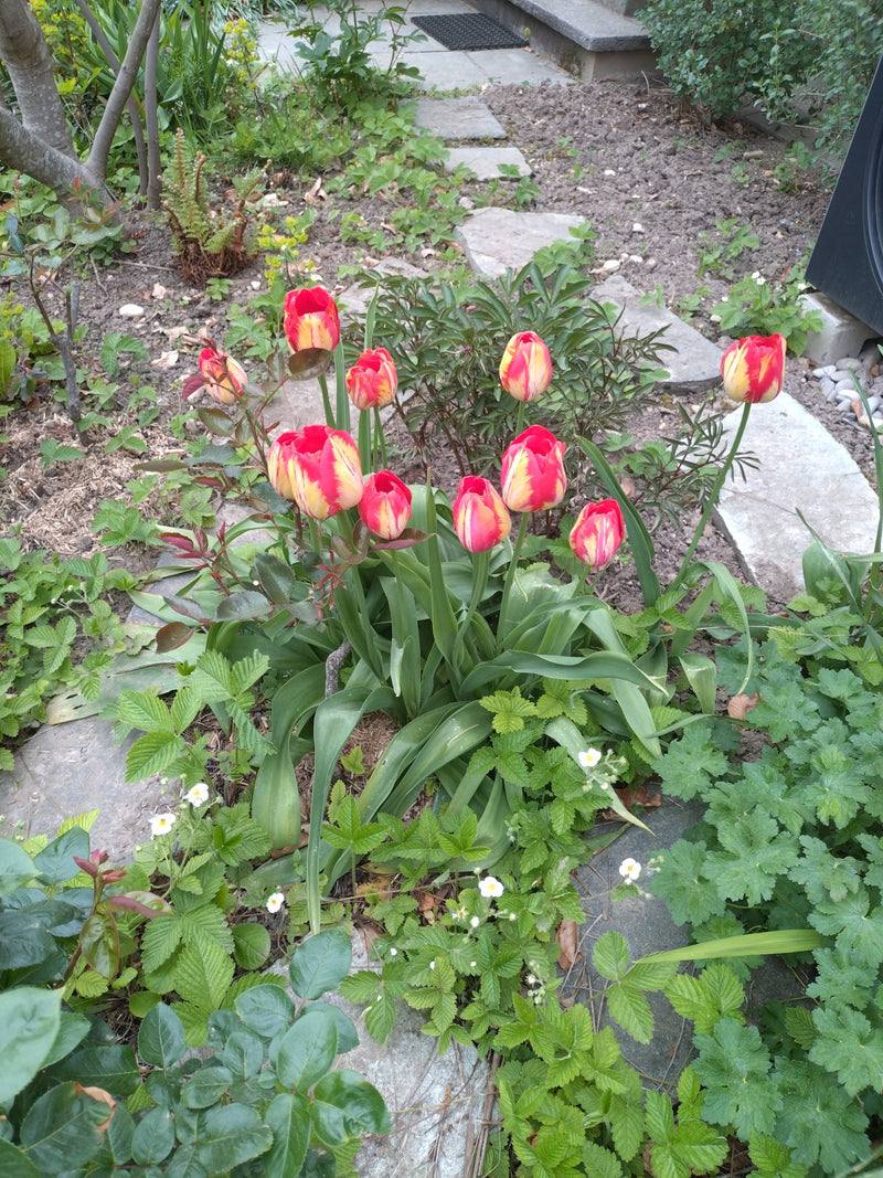 Garten-Tulpe — Bild 5