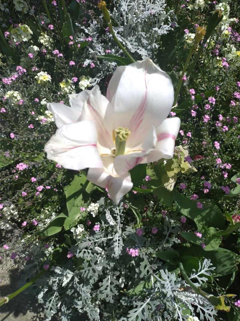 Garten-Tulpe — Bild 2