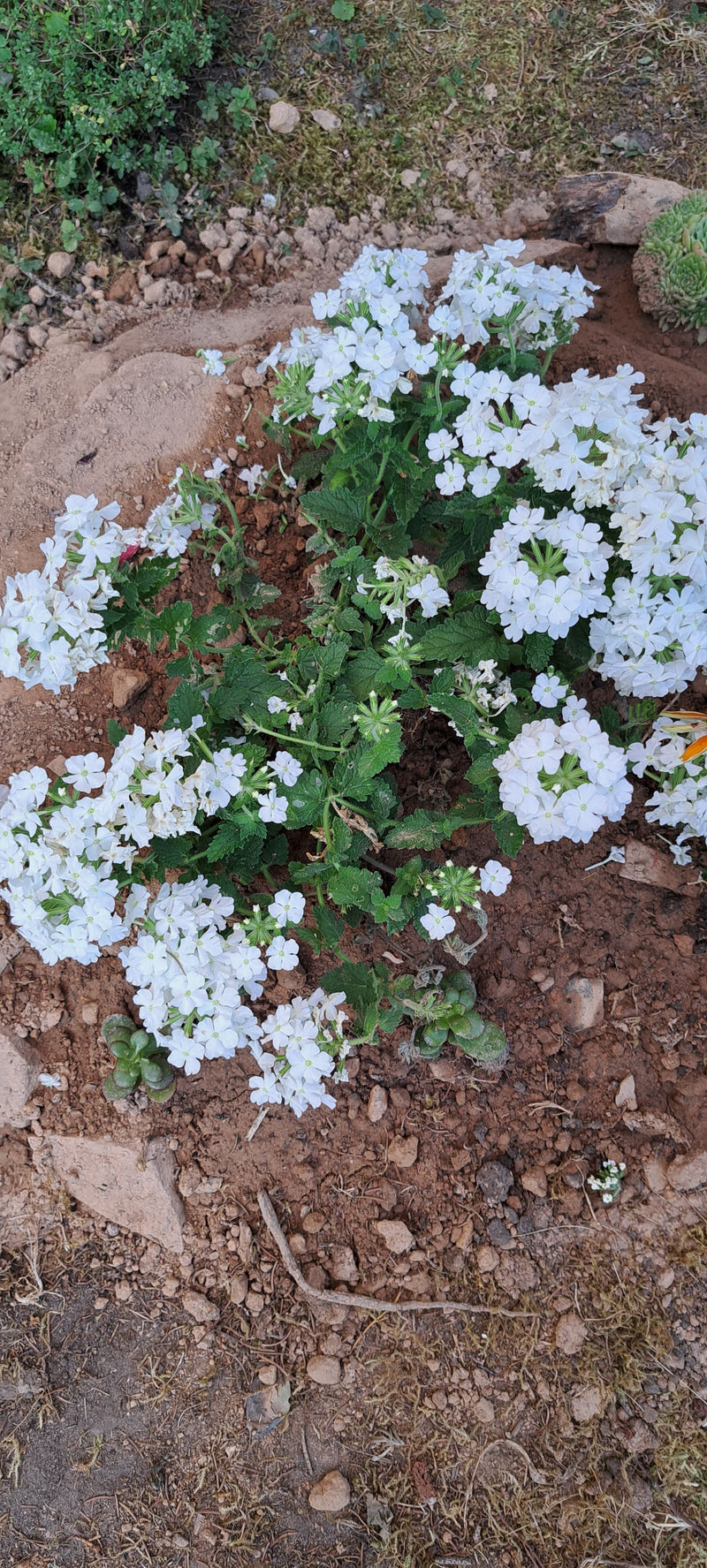 Garten-Verbene — Bild 3