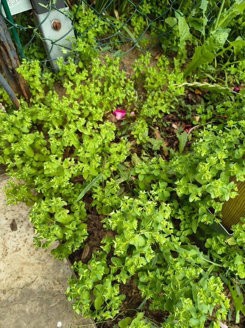Garten-Wolfsmilch — Bild 1