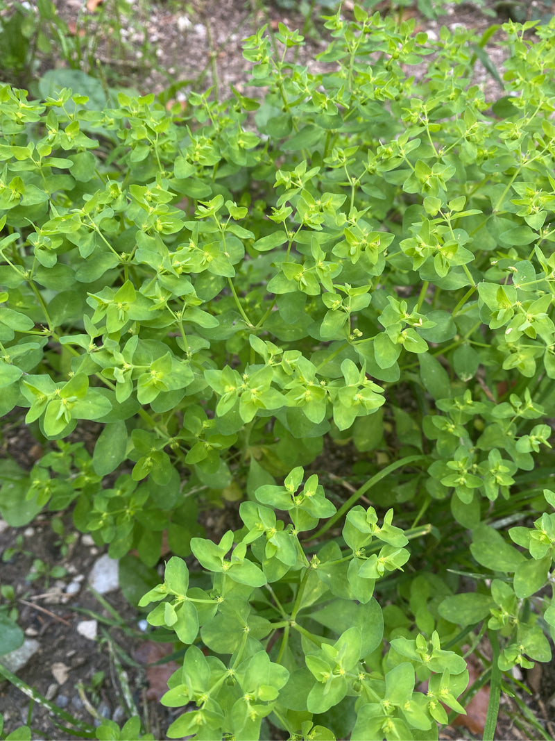 Garten-Wolfsmilch — Bild 4 von 6